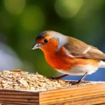 Peut on donner des flocons d'avoine aux oiseaux